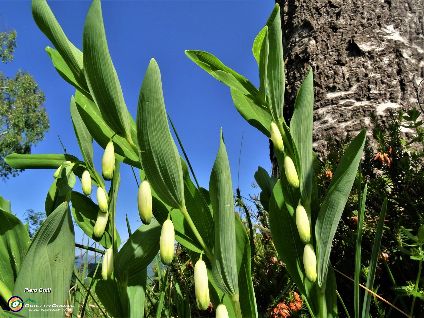 30 Polygonatum odoratum (Sigillo di Salomone) con betulla.JPG